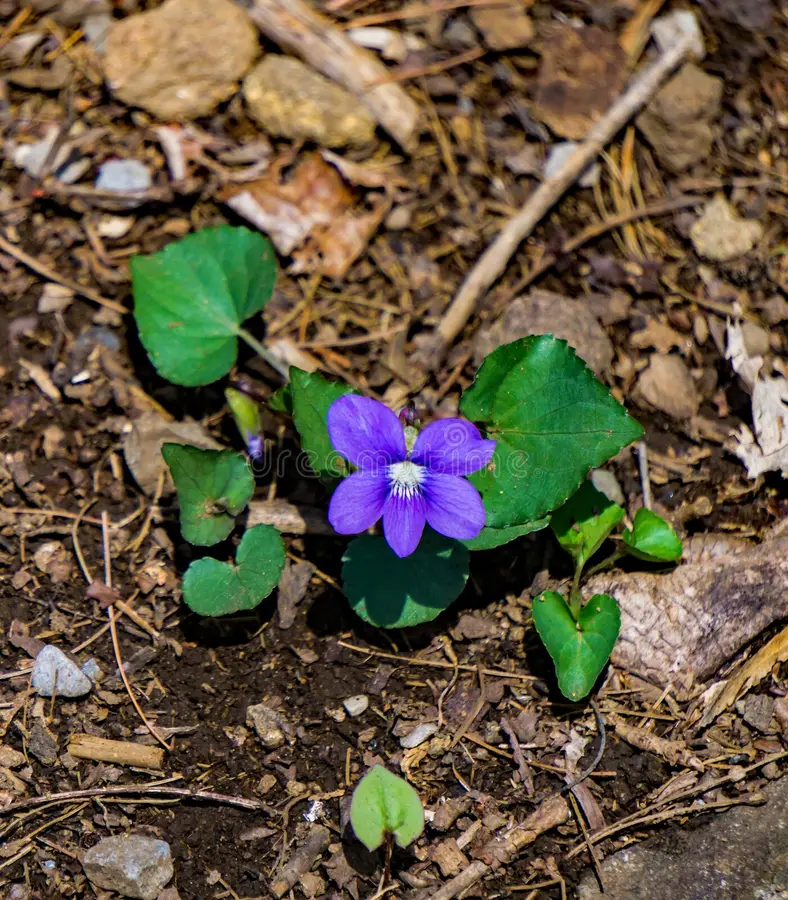 Violette bleue